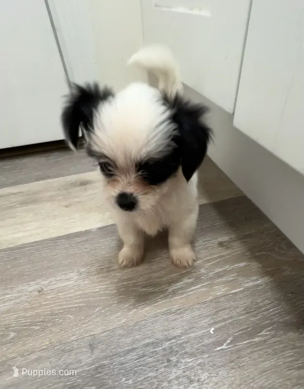 Tiny Hypoallergenic Female Three  – Papillon, Shih Tzu puppy for sale in Ocala, FL