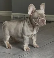 Hulk, a male French Bulldog for sale in Ocala, FL – Photo 2 of 2