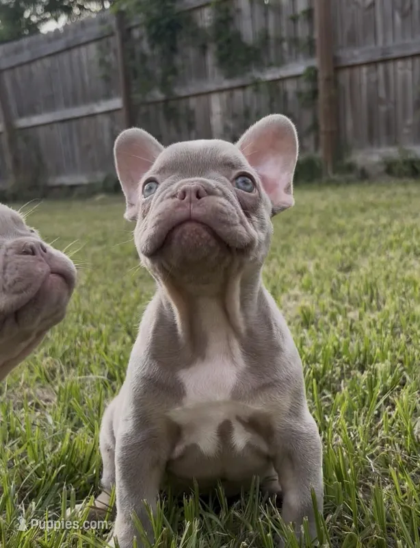 Yoda – French Bulldog puppy for sale in Ocala, FL