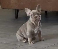 Yoda, a male French Bulldog for sale in Ocala, FL – Photo 2 of 3