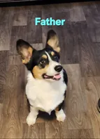 Boy, a male Pembroke Welsh Corgi for sale in Vancleave, MS – Photo 5 of 5