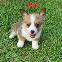 Boy 2, a male Pembroke Welsh Corgi for sale in Vancleave, MS – 2 of 2