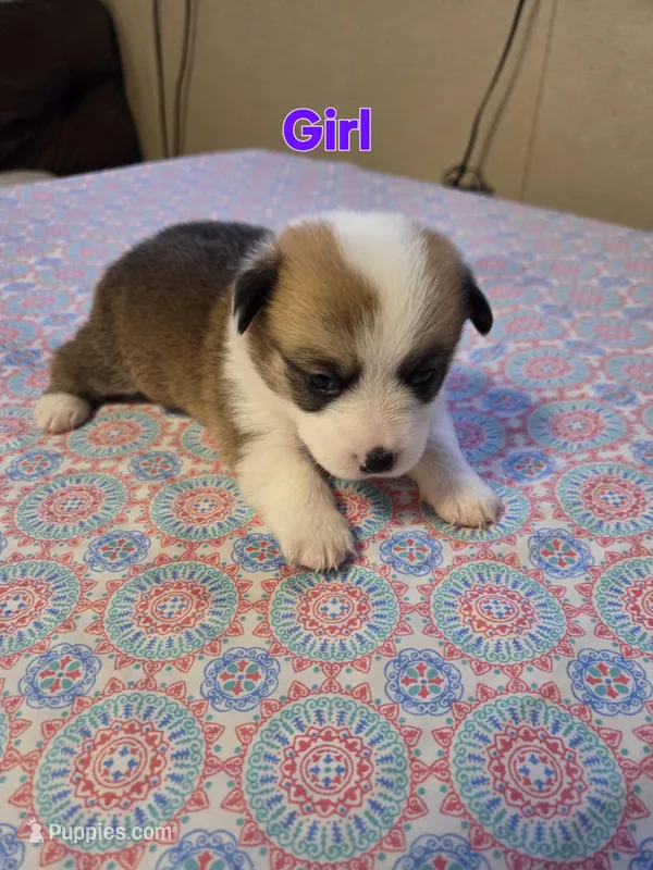 Girl 2 – Pembroke Welsh Corgi puppy for sale in Vancleave, MS