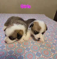 Girl 2, a female Pembroke Welsh Corgi for sale in Vancleave, MS – 2 of 2