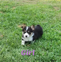 Girl 1, a female Pembroke Welsh Corgi for sale in Vancleave, MS – 2 of 2