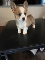 Girl 1, a female Pembroke Welsh Corgi for sale in Vancleave, MS – 2 of 8
