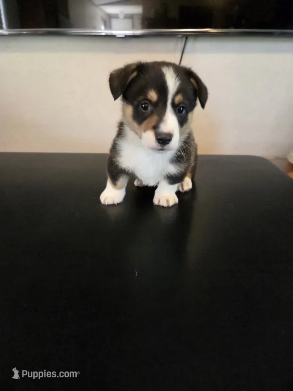 Boy 2 – Pembroke Welsh Corgi puppy for sale in Vancleave, MS