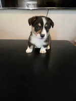 Boy 2, a male Pembroke Welsh Corgi for sale in Vancleave, MS – 1 of 9