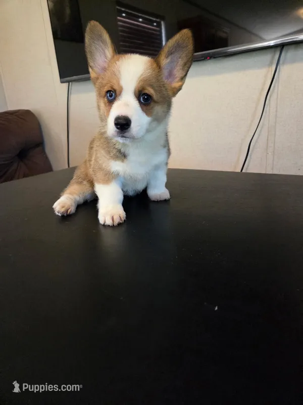 Girl 1 – Pembroke Welsh Corgi puppy for sale in Vancleave, MS