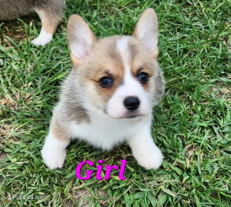 Girl 2 – Pembroke Welsh Corgi puppy for sale in Vancleave, MS