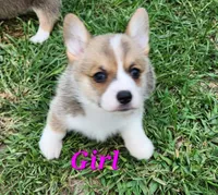 Girl 2, a female Pembroke Welsh Corgi for sale in Vancleave, MS – 1 of 2