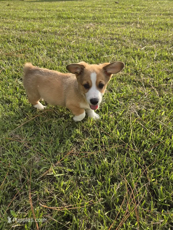 Boy 1 – Pembroke Welsh Corgi puppy for sale in Vancleave, MS