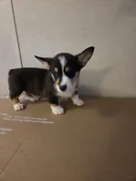 Boy 2, a male Pembroke Welsh Corgi for sale in Vancleave, MS – 3 of 9