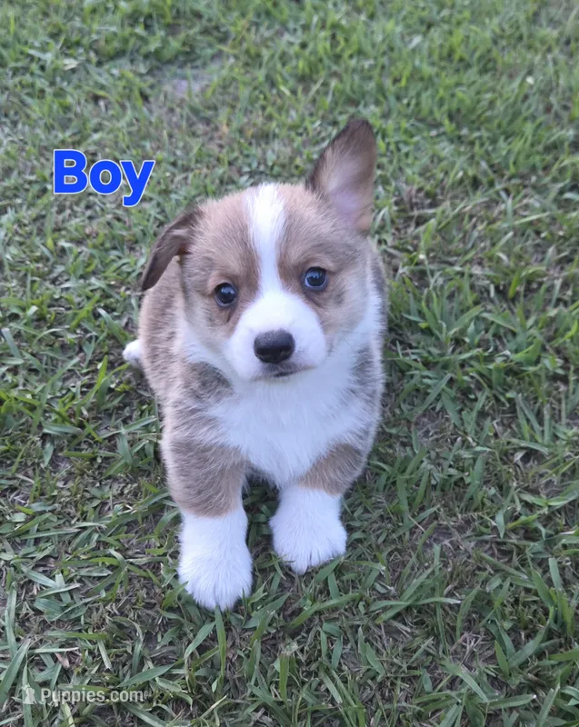 Boy 1 – Pembroke Welsh Corgi puppy for sale in Vancleave, MS