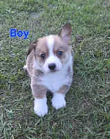 Boy 1, a male Pembroke Welsh Corgi for sale in Vancleave, MS – 1 of 1