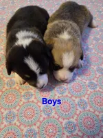 Boy 1, a male Pembroke Welsh Corgi for sale in Vancleave, MS – 2 of 2