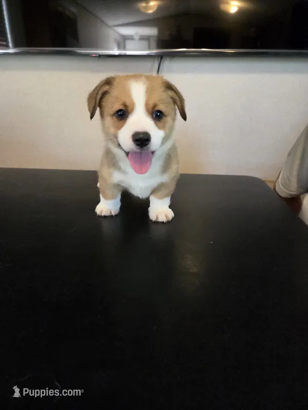 Boy 1 – Pembroke Welsh Corgi puppy for sale in Vancleave, MS