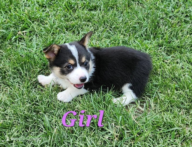 Girl 1 – Pembroke Welsh Corgi puppy for sale in Vancleave, MS
