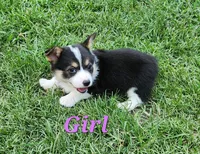 Girl 1, a female Pembroke Welsh Corgi for sale in Vancleave, MS – 1 of 2