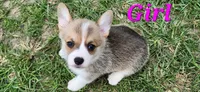 Girl 2, a female Pembroke Welsh Corgi for sale in Vancleave, MS – 2 of 2