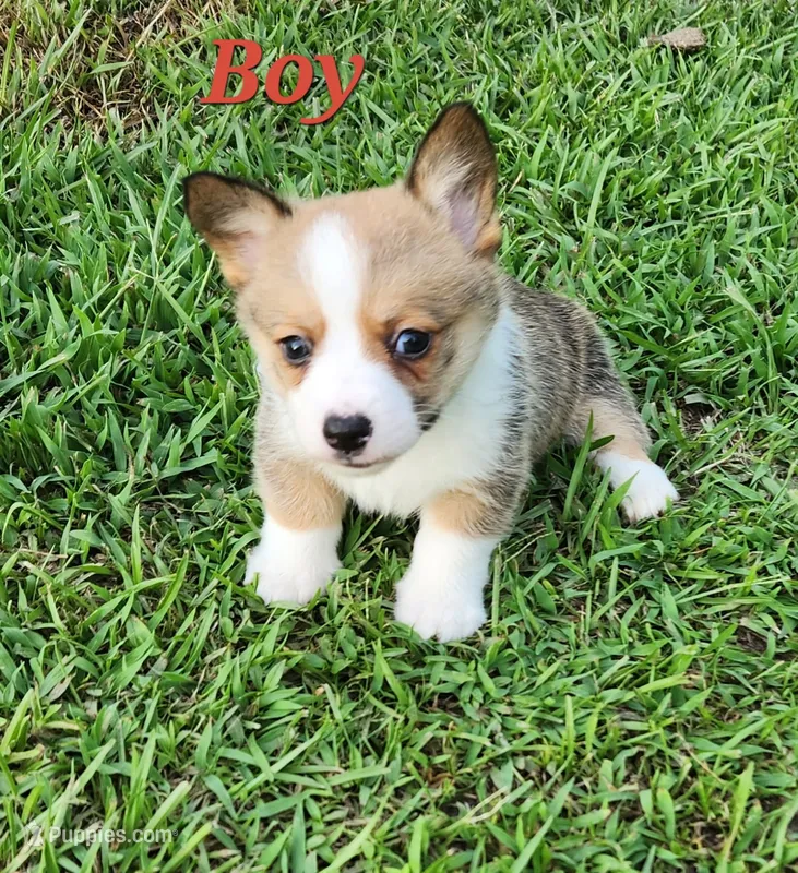Boy 2 – Cardigan Welsh Corgi puppy for sale in Vancleave, MS