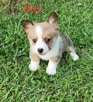 Boy 2, a male Pembroke Welsh Corgi for sale in Vancleave, MS – 1 of 2