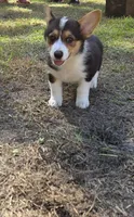 Girl 1, a female Pembroke Welsh Corgi for sale in Vancleave, MS – 3 of 3