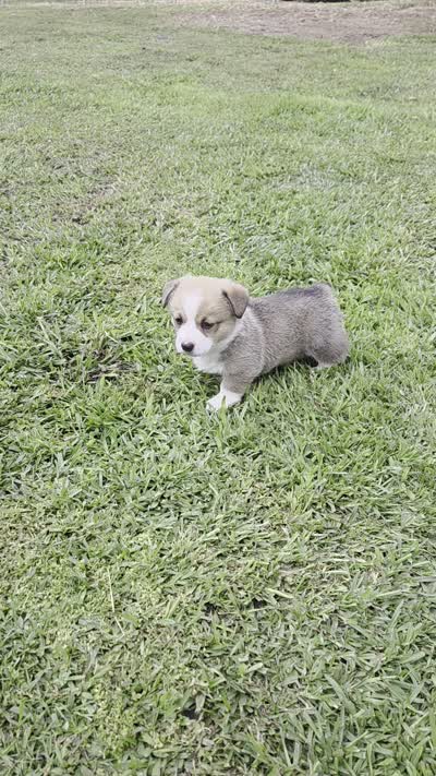 Boy 1, a male Pembroke Welsh Corgi for sale in Vancleave, MS – 2 of 7