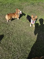 Boy 2, a male Pembroke Welsh Corgi for sale in Vancleave, MS – 8 of 9