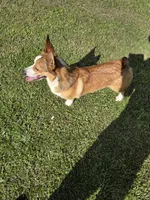 Boy 2, a male Pembroke Welsh Corgi for sale in Vancleave, MS – 6 of 9