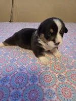 Boy 2, a male Pembroke Welsh Corgi for sale in Vancleave, MS – 1 of 2
