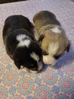 Boy 2, a male Pembroke Welsh Corgi for sale in Vancleave, MS – 2 of 2
