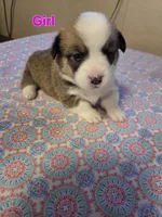 Girl 1, a female Pembroke Welsh Corgi for sale in Vancleave, MS – 1 of 2