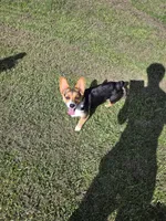 Boy 1, a male Pembroke Welsh Corgi for sale in Vancleave, MS – 7 of 7