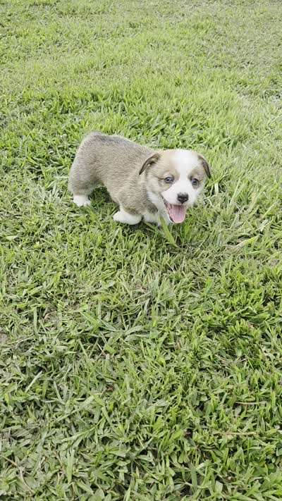 Girl 1, a female Pembroke Welsh Corgi for sale in Vancleave, MS – 3 of 8