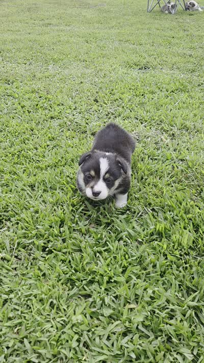 Boy 2, a male Pembroke Welsh Corgi for sale in Vancleave, MS – 2 of 9
