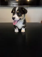 Boy 2, a male Pembroke Welsh Corgi for sale in Vancleave, MS – 4 of 9