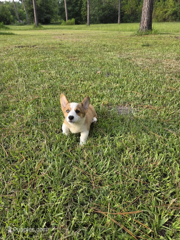 Girl 1 – Pembroke Welsh Corgi puppy for sale in Vancleave, MS