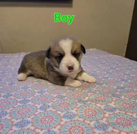 Boy 1, a male Pembroke Welsh Corgi for sale in Vancleave, MS – 1 of 2
