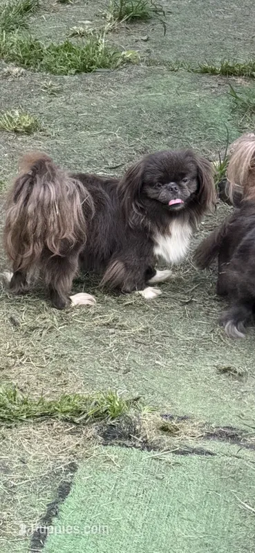 AKC Kima – Pekingese puppy for sale in Cumming, GA