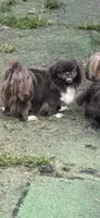 AKC Kima, a female Pekingese for sale in Cumming, GA – 1 of 2