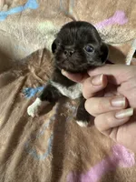 AKC Rose, a female Pekingese for sale in Cumming, GA – 2 of 3