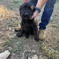 Shadow , a female Labradoodle for sale in Cumming, GA – Photo 2 of 2