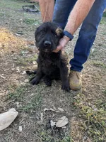 Shadow , a female Labradoodle for sale in Cumming, GA – Photo 2 of 2