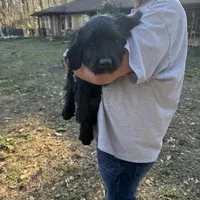 Shadow , a female Labradoodle for sale in Cumming, GA – Photo 1 of 2