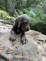 AKC Blue sold, a female Great Dane for sale in Cumming, GA – Photo 3 of 3