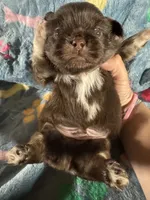 AKC Jade, a male Pekingese for sale in Cumming, GA – 3 of 3
