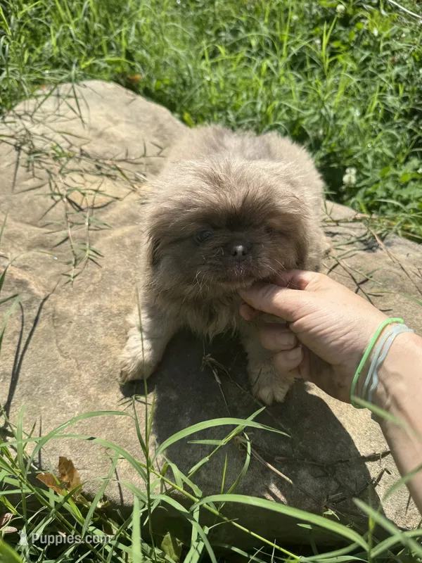 AKC April – Pekingese puppy for sale in Cumming, GA