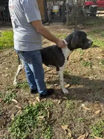 AKC Zeus, a male Great Dane for sale in Cumming, GA – 2 of 4