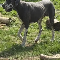 AKC Buford, a male Great Dane for sale in Cumming, GA – Photo 2 of 5
